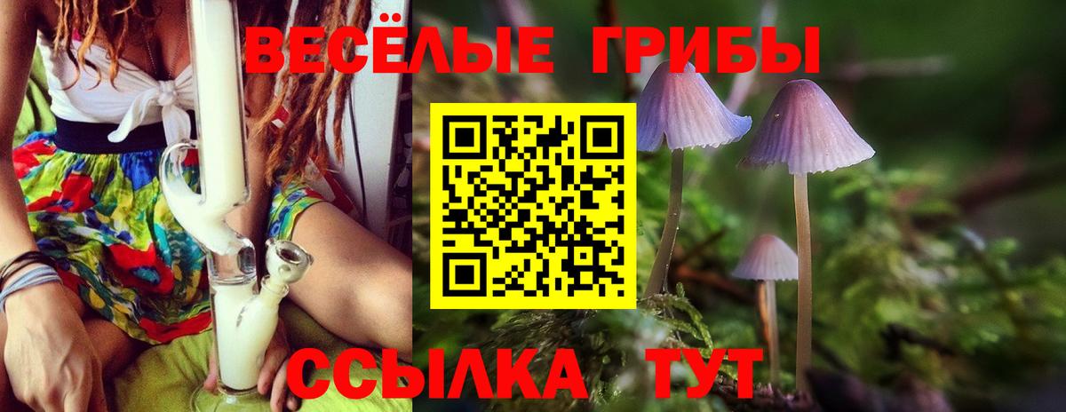 Галлюциногенные грибы Psilocybine cubensis Елабуга